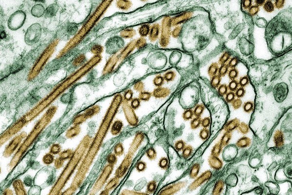 Avian Influenza