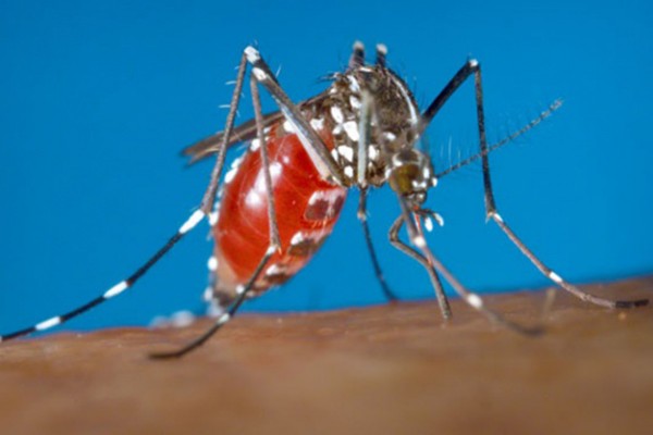 Chikungunya