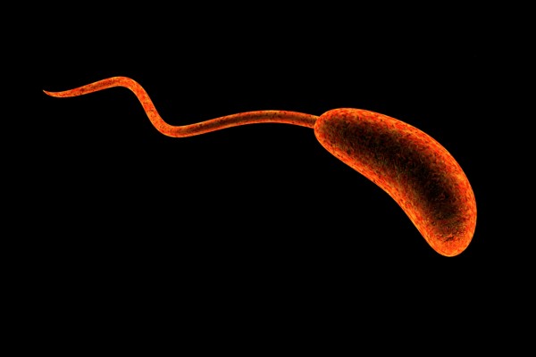 cholera