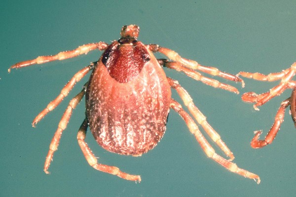 Crimean-Congo Haemorrhagic Fever