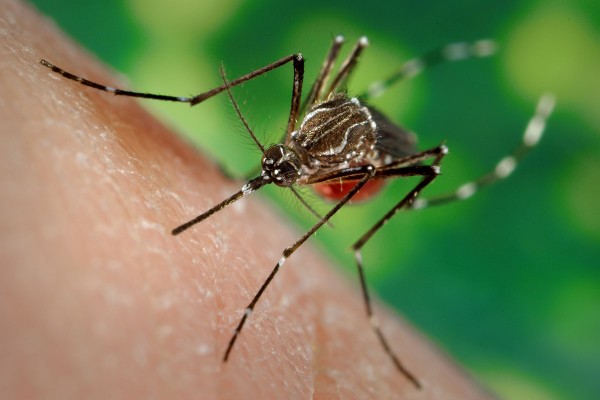 Dengue