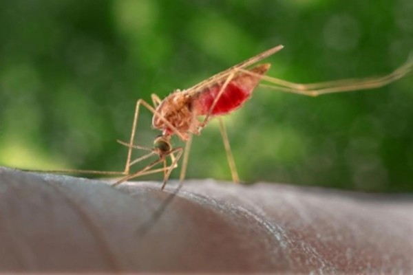 Malaria