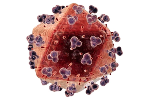Yellow fever virus